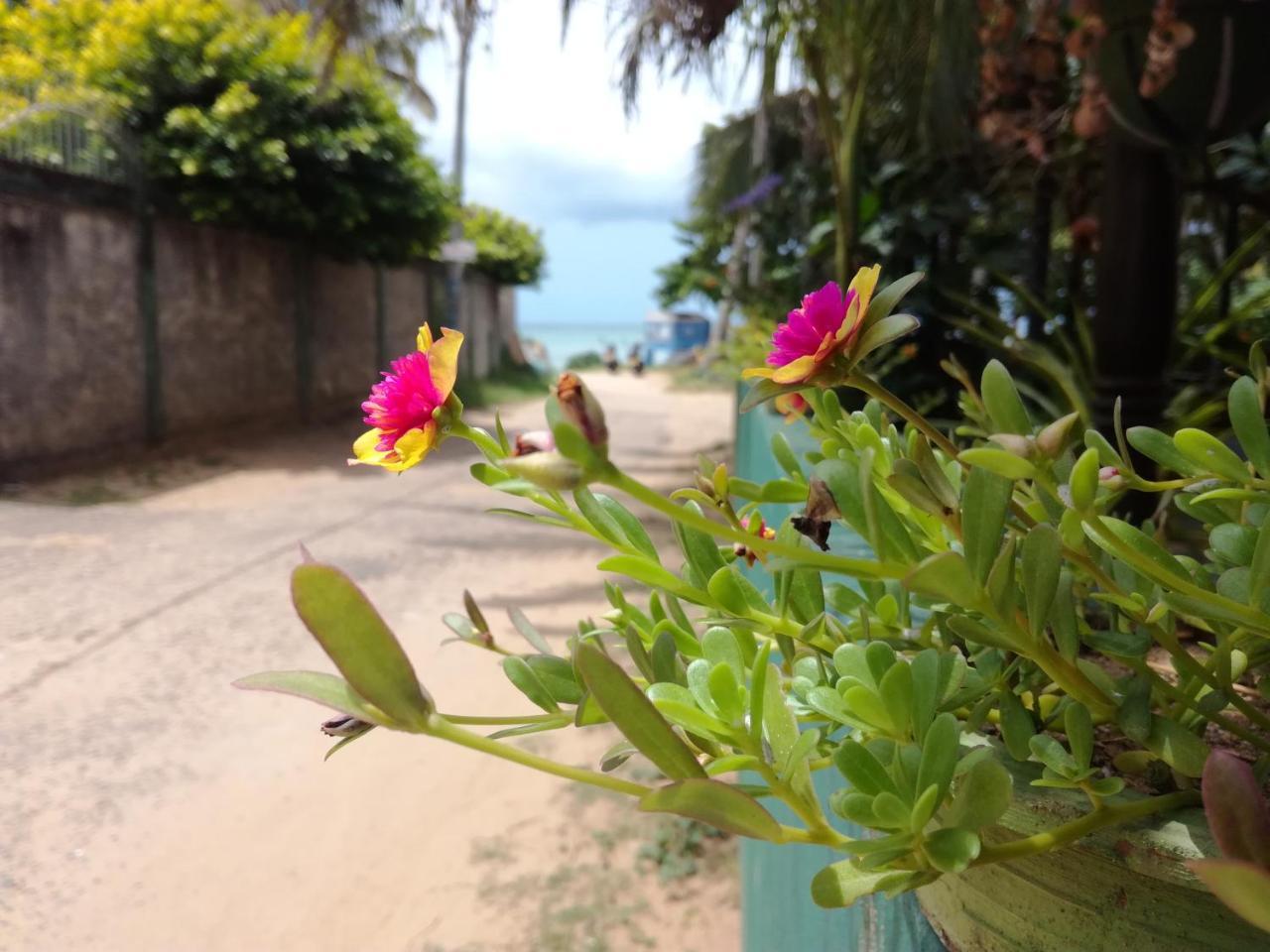 Julie Guest House Tangalle Exteriör bild